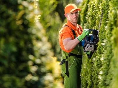 A man trimming a hedge