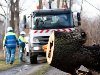 Emergency service removes a rotten tree