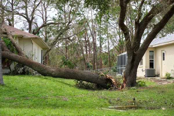 Fallen down big tree after storm