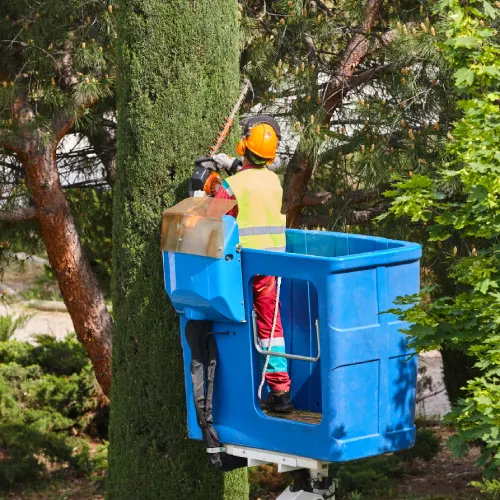 Gardener pruning a cypress on a crane.