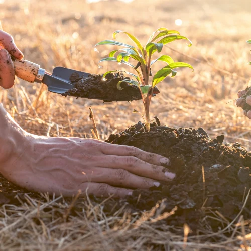 Hands of gardener above a newly planted tiny tree