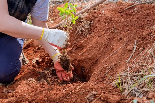 In the garden soil, a gardener plants a small tree.