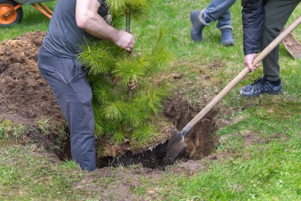 Man plants a cedar tree. Dig the ground with a shovel.
