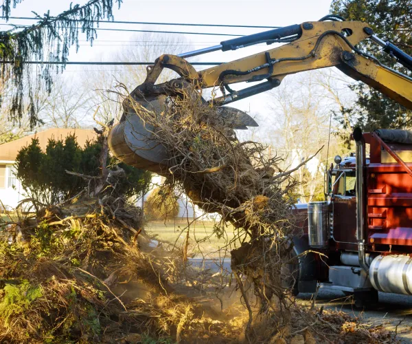 Old trees are being removed in cities tree trunk for loading into truck.