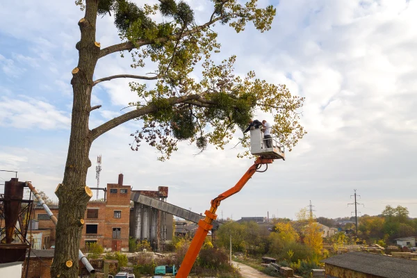 Service workers cutting down big tree branches with chainsaw from high chair lift platform