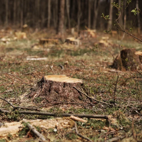 Stumps of tres in a forest