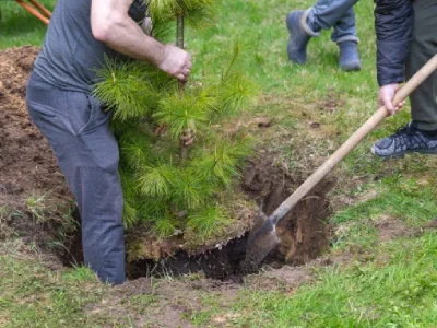 Transplanting a tree