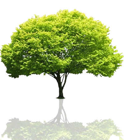 Tree with faded reflection