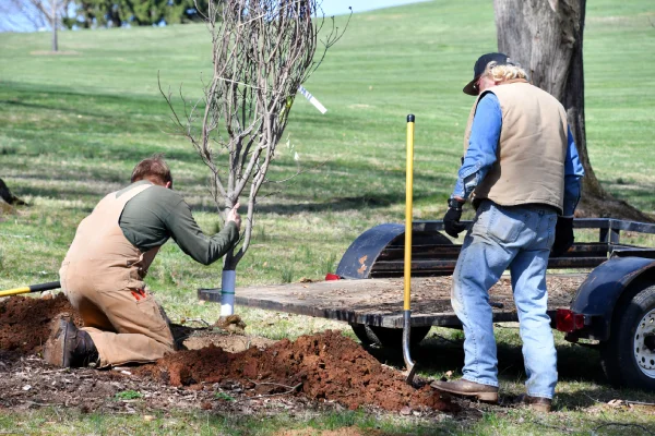 Two men doing landscape work planting a tree at the park