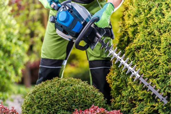 gardener Shaping hedges with Hedge Trimmer