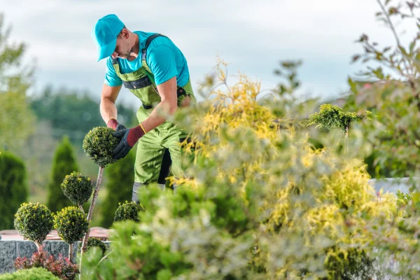 gardener maintaining a garden