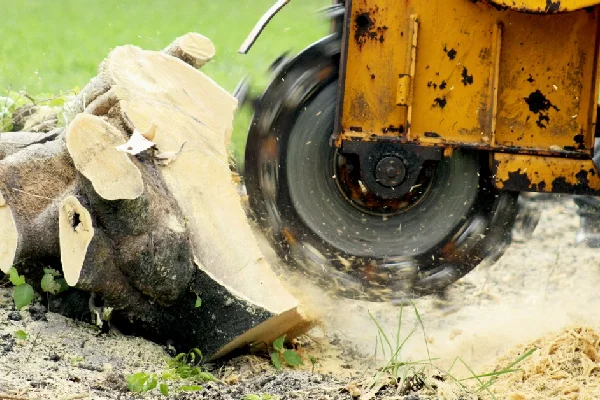 tree stump grinding
