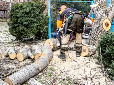 worker cutting old tree with a chainsaw