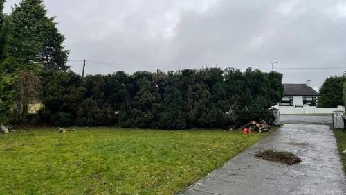 Garden after tree removal