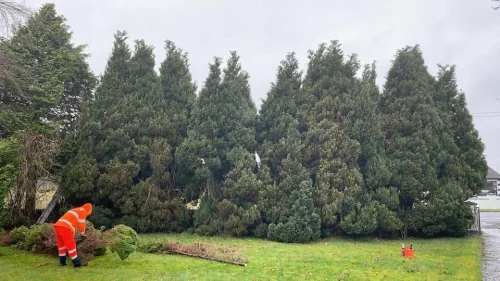 Tree removal before