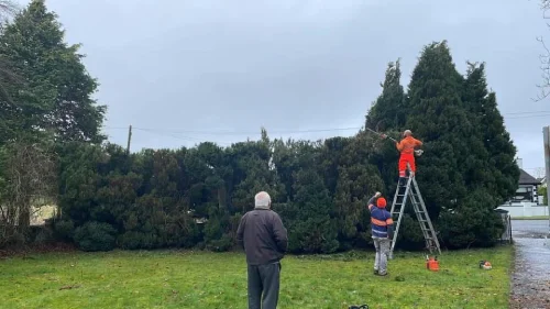 Tree removal during cutitng